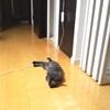 鬼の居ぬ間に か