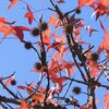 近所の公園の紅葉