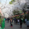 上野の桜