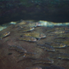 カワヒガイ Sarcocheilichthys variegatus variegatus