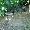 さくらねこ　TNR