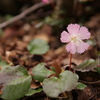 赤坂山付近のお花情報