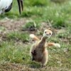 釧路市自然公園　ツルのヒナ誕生