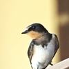 ツバメ　巣立ち雛が飛び回っています