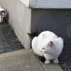 親が車を手放して後悔、そんな話しを聞く