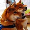 柴犬流10コのおもてなし　 （第１４６７話）