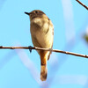 兵庫県）北雲雀きずきの森。ジョウビタキ、ホオジロ、メジロ。