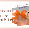 ハムスターの毛色はなぜ変わる？ジャンガリアンが白くなる現象を解説