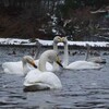 白鳥の歌（1/9）