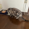 秋の虫達が鳴きだす