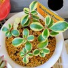 🌵多肉植物   綺麗な斑入りのファリナセア錦  他🌵