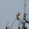 強風の探鳥会でチョウゲンボウを観察