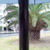 雨のカナリー椰子