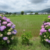 2022年、開成町 あじさい祭り に行ってきた！