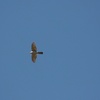 クーパーハイタカ(Cooper's Hawk)