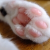 ペットを飼ってる方の旅行事情が知りたい～今日はとある猫さんの命日