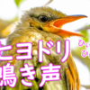 ヒヨドリ雛鳥の鳴き声【野鳥図鑑・鳴き声図鑑】