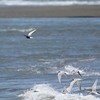 浜にいたハジロクロハラアジサシ