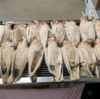 豪州大陸 移住者：今度は保護鳥オーム「天竺巴旦」を毒殺か？  (BBC-News, July 12, 2019)