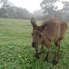 パース観光！カンガルーに会いに行こう！