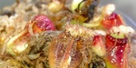 セファロタス成長記録=2026/8月28日 #食虫植物 #icos #BGM #ボカロ #初音ミク
