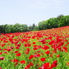 昭和記念公園のシャーレーポピーは5分咲き（2025/05/07）