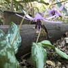 青葉山植物園の春