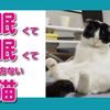 【眠眠猫】眠くて眠くて仕方ない猫Very sleepy cat.