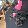 犬の術後服着、何故かレスリングしそうに見えてしまう。