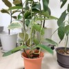 【観葉植物】気づいたら「マダガスカル・ジャスミン」が増えた
