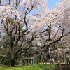 六義園の枝垂れ桜