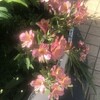 Alstroemeria