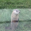 初めて出会った！愛らし過ぎる野生のGroundhog