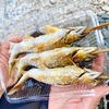 芳賀郡茂木町の「大瀬観光やな」でアユの塩焼き、かき氷