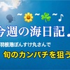 今週の海日記🐟赤羽根港ぽん助丸さん♪