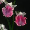 今日の花（2009.10.17）