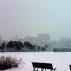 公園に降る３月の雪＠東京