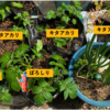 ジャガイモ栽培の重要作業｜芽かきと土寄せをやってみた