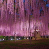 藤の花