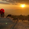 【奈良旅🦌】奈良の鹿ちゃんの素敵写真を撮りたい♡