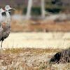 迷って磐田に？　カナダヅル初飛来