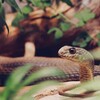 No.6【己巳】繊細さと図太さを兼ね備えた人情家