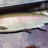 引きの強さ重視で育てた魚 VS 食用として育てた魚