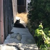 【移住5ヶ月目】周防大島のねこ、ネコ、猫
