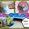 【YouTube 投稿】🐹 ハムスターおもしろ動画集＃1 🐹 It’s a funny video of a hamster #1