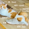 【猫学】猫の撫で方講座。愛猫の撫でられて嬉しい場所とタイミングの把握が重要！