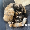 丸まるサビ猫さん、いったいどこがお顔なの？