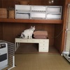 古い家の猫さんの遊び場。