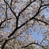 桜の季節に、読んだ本「首都感染」