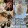 Turtle Garage Meeting in Nerima 9月18日（日）